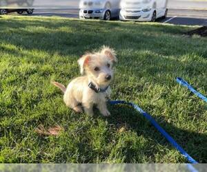 Maltese-Unknown Mix Dogs for adoption in Alexandria, VA, USA