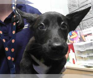 Mutt Dogs for adoption in Tulsa, OK, USA