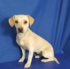 Chiweenie Dogs for adoption in Show Low, AZ, USA
