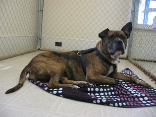American Staffordshire Terrier-Boxer Mix Dogs for adoption in Concord, NC, USA
