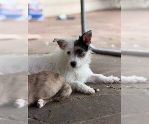 Mutt Dogs for adoption in Missouri City, TX, USA