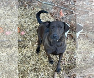 Labrador Retriever Dogs for adoption in Holly Springs, NC, USA