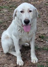 Labrenees Dogs for adoption in Spring, TX, USA