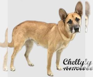 German Shepherd Dog-Unknown Mix Dogs for adoption in Conroe, TX, USA