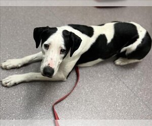 Border Collie-Great Dane Mix Dogs for adoption in Tracy, CA, USA