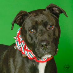 Great Dane-Unknown Mix Dogs for adoption in Northbrook, IL, USA