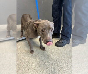 American Staffordshire Terrier Dogs for adoption in Tallahassee, FL, USA