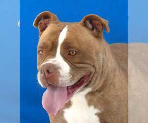 Staffordshire Bull Terrier Dogs for adoption in Pasadena, CA, USA
