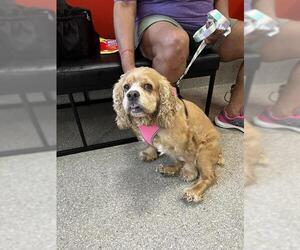 Cocker Spaniel Dogs for adoption in Louisville, KY, USA