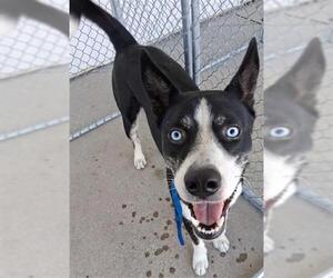 Siberian Husky Dogs for adoption in Bakersfield, CA, USA