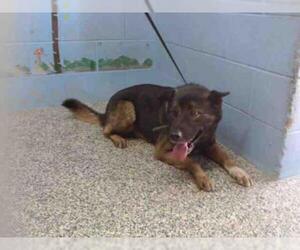 Akita Dogs for adoption in San Bernardino, CA, USA