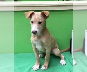 Rat Terrier-Unknown Mix Dogs for adoption in Royal Palm Beach, FL, USA