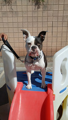 Bull-Boxer Dogs for adoption in Phoenix, AZ, USA