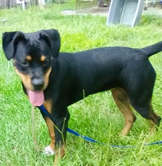 Rottweiler-Unknown Mix Dogs for adoption in Lithia, FL, USA