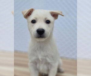 Shepradors Dogs for adoption in Lakewood, CO, USA