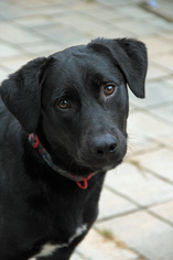 Labrador Retriever Dogs for adoption in Morganville, NJ, USA