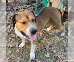 Bulldog Dogs for adoption in Opelika, AL, USA