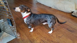 Dachshund Dogs for adoption in Fargo, ND, USA