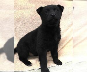 Affenpinscher-Unknown Mix Dogs for adoption in Thief River Falls, MN, USA