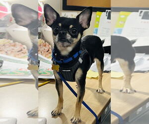 Chihuahua-Unknown Mix Dogs for adoption in Mundelein, IL, USA
