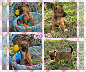 Dachshund-Unknown Mix Dogs for adoption in Blacksburg, SC, USA