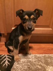Schweenie Dogs for adoption in Anchorage, AK, USA