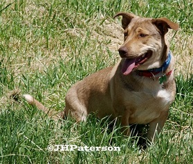 Pembroke Welsh Corgi Dogs for adoption in Scottsdale, AZ, USA