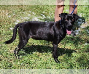 American Pit Bull Terrier-Unknown Mix Dogs for adoption in Wetumpka, AL, USA