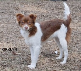 Medium Photo #1 Australian Shepherd-Chihuahua Mix Puppy For Sale in Yardley, PA, USA