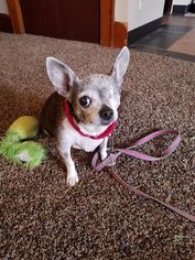 Medium Photo #1 Chihuahua Puppy For Sale in Fargo, ND, USA