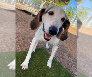 English Coonhound Dogs for adoption in  Ramona, CA, USA