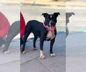 American Pit Bull Terrier-Labrador Retriever Mix Dogs for adoption in San Diego, CA, USA