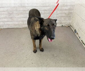 Mutt Dogs for adoption in San Bernardino, CA, USA