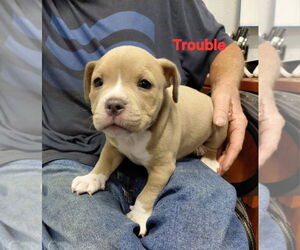 Mutt Dogs for adoption in South Bend, IN, USA