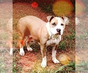 American Staffordshire Terrier-Bulldog Mix Dogs for adoption in Greenville, SC, USA