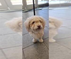 Maltipoo Dogs for adoption in San Antonio, TX, USA