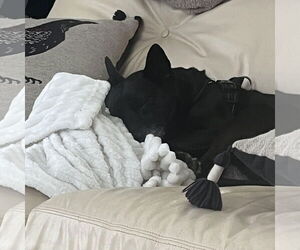 Rat Terrier Dogs for adoption in Denton, TX, USA