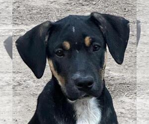 German Shepherd Dog-Unknown Mix Dogs for adoption in Yardley, PA, USA