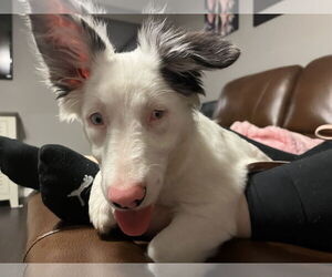 Border Collie-Unknown Mix Dogs for adoption in The Woodlands, TX, USA