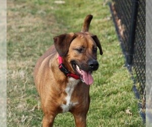 Mutt Dogs for adoption in Fredericksburg, VA, USA