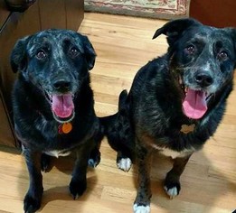 Sheprador Dogs for adoption in Ontario, CA, USA