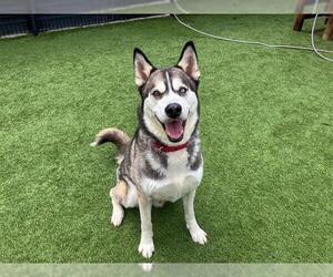 Siberian Husky Dogs for adoption in Orange, CA, USA
