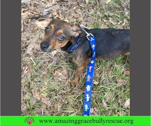 Chihuahua Dogs for adoption in Milton, FL, USA