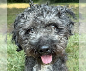 Dachshund-Unknown Mix Dogs for adoption in Arlington, VA, USA