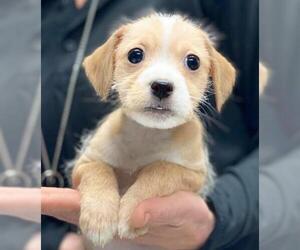 Malchi Dogs for adoption in Grafton, WI, USA