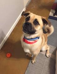 Puggle Dogs for adoption in CHANDLER, AZ, USA
