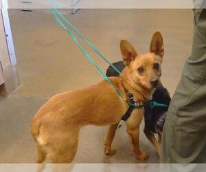 Chihuahua Dogs for adoption in Sacramento, CA, USA