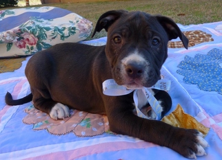 Medium Photo #1 American Pit Bull Terrier-Unknown Mix Puppy For Sale in Helena, AL, USA