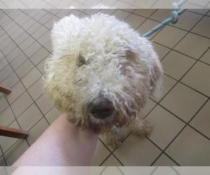 Poodle (Standard) Dogs for adoption in Ocala, FL, USA
