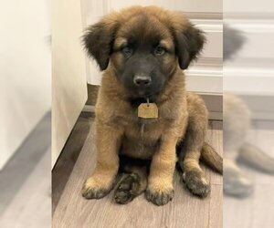 Chow Chow-Great Pyrenees Mix Dogs for adoption in Ventura, CA, USA